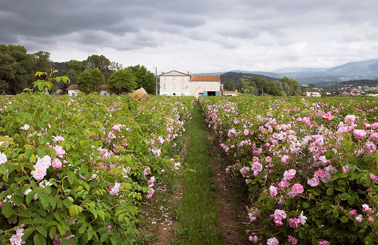 Cánh đồng hoa hồng tháng năm tại trang trại của gia đình Mul, ở Pégomas, Pháp.